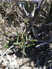Asparagus striatus