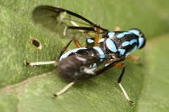 Raphiocera armata