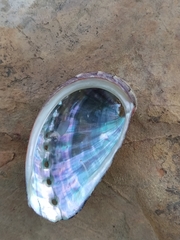 Haliotis tuberculata