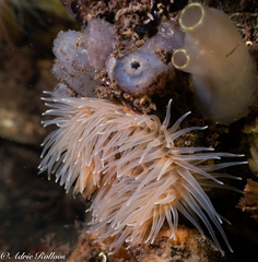 Sagartiogeton undatus