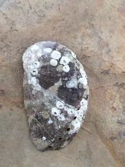 Haliotis tuberculata