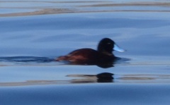 Oxyura ferruginea