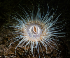 Sagartiogeton undatus