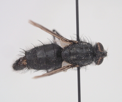 Sarcophaga variegata