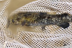 Pylodictis olivaris