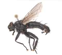 Sarcophaga variegata