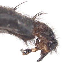 Sarcophaga variegata