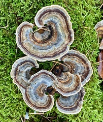Trametes versicolor