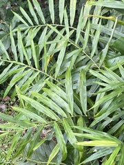 Zingiber officinale
