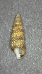 Lirobittium