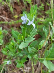 Ecbolium glabratum