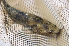 Pylodictis olivaris