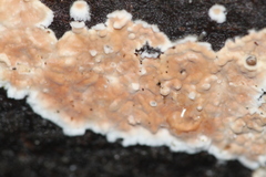 Cylindrobasidium laeve