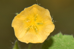 Sida cordata