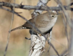 Troglodytes aedon parkmanii