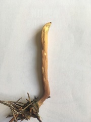 Clavariadelphus ligula