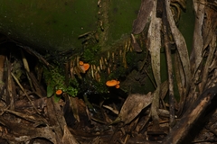 Cantharellus concinnus