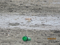 Charadrius marginatus