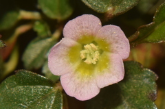 Melochia corchorifolia