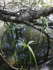 Cyperus textilis