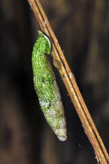 Nenia tridens