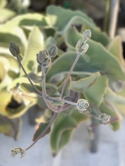 Kalanchoe beharensis