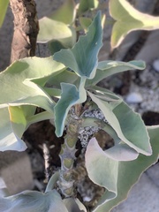 Kalanchoe beharensis