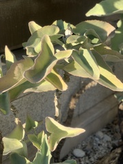Kalanchoe beharensis
