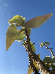 Kalanchoe beharensis