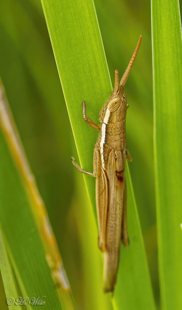 Leptysma