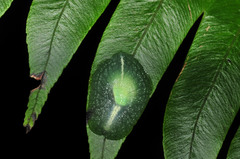 Gaeotis nigrolineata