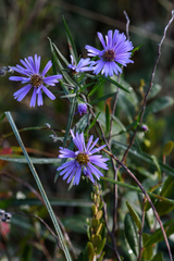 Symphyotrichum robynsianum