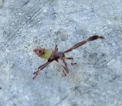 Gonocerini