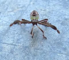 Gonocerini