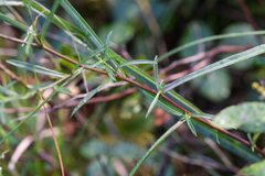 Symphyotrichum robynsianum