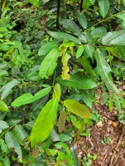 Monanthotaxis caffra