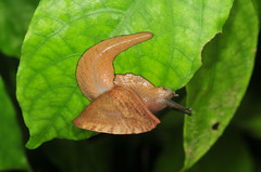 Parthena acutangula