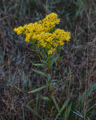 Solidago vossii