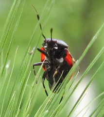 Deraeocoris rutilus