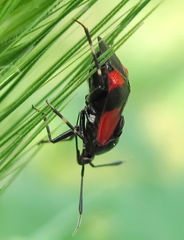 Deraeocoris rutilus