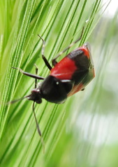 Deraeocoris rutilus