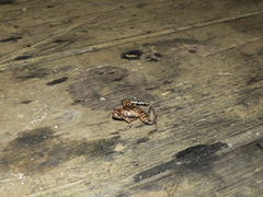 Microhylinae