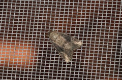 Anhimella contrahens