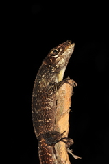 Anolis cuvieri