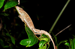 Anolis cuvieri