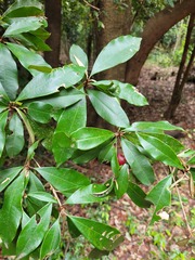 Englerophytum natalense