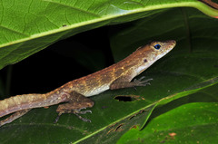 Anolis gundlachi