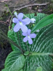 Streptocarpus polyanthus