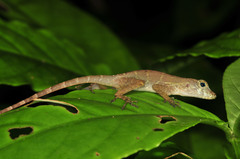 Anolis gundlachi