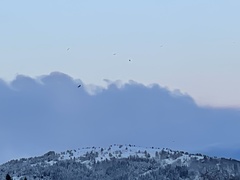 Haliaeetus